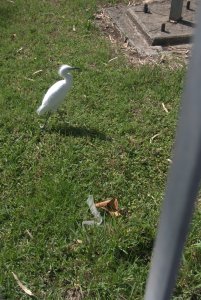 Young egret at Nof Ginosar